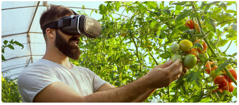 VR Tomato Grower